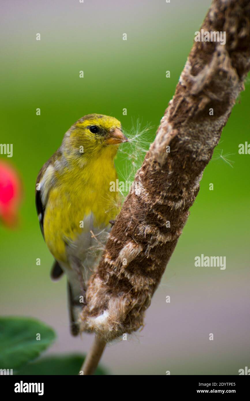 Vadnais Heights, Minnesota. Maschio americano Goldfinch, Carduelis tristis, raccogliendo materiale nidificazione da una coda di gatto. Foto Stock