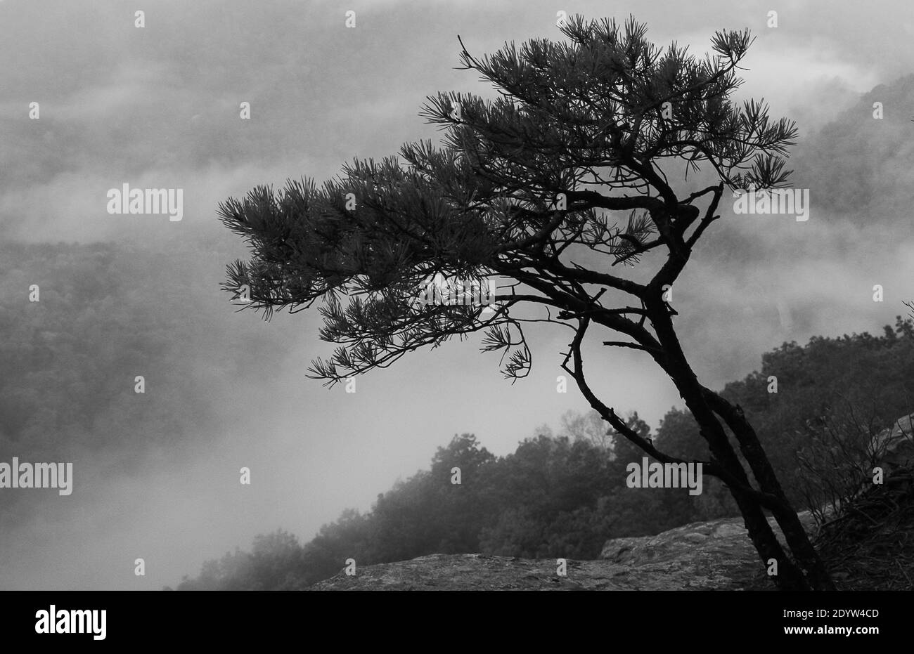 Alberi di paesaggio di montagna foggy Foto Stock