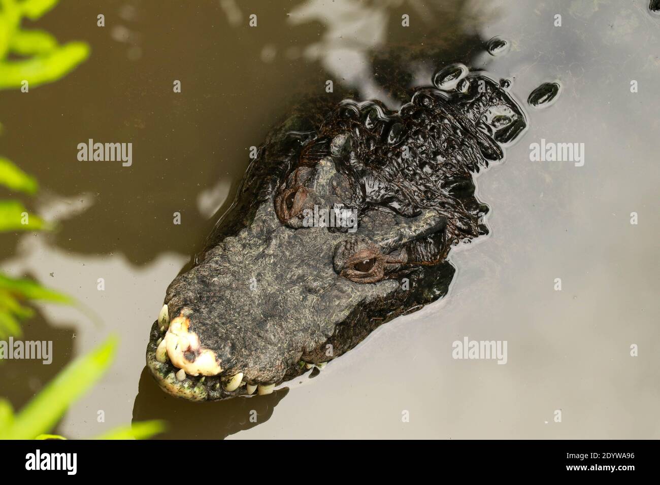 La testa di coccodrillo si è schioccata sopra la fattoria di coccodrilli a Bali, Indonesia. Testa a coccodrillo che fuoriesce dall'acqua. Pericoloso rettile selvaggio con str Foto Stock