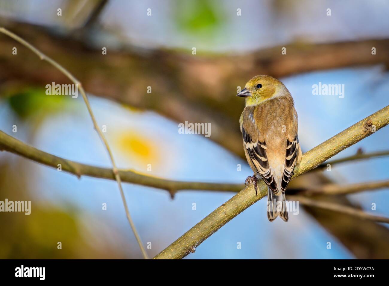 American Goldfinch - Spinus tristis - arroccato sul ramo Foto Stock