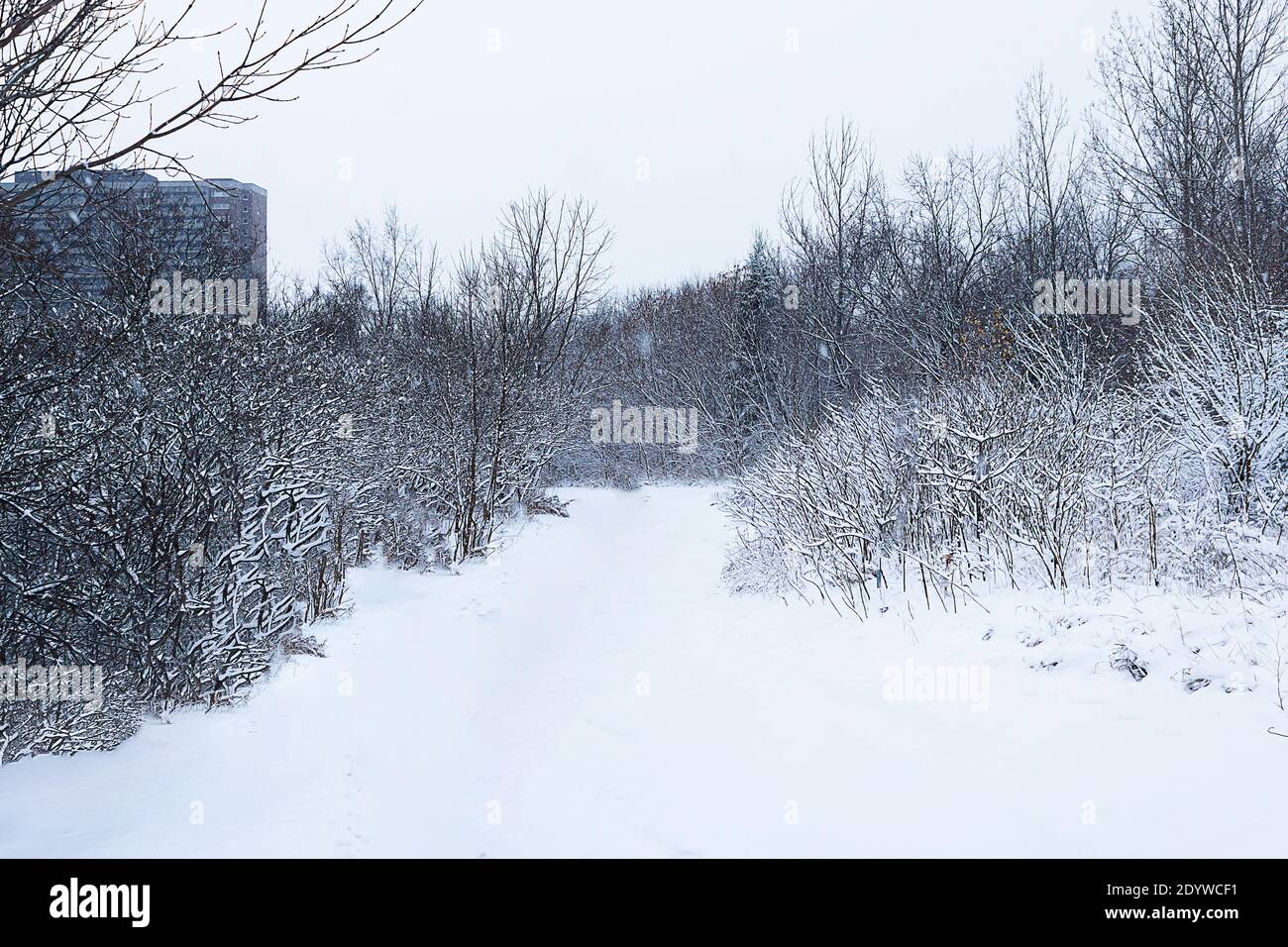 Giorno della neve, appena caduto. Guardando lungo i sentieri e le aree aperte Foto Stock