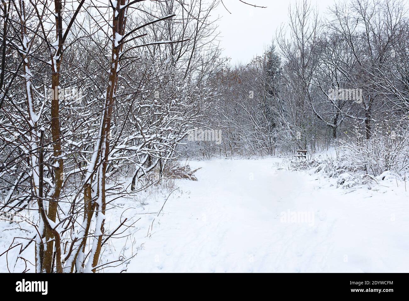Giorno della neve, appena caduto. Guardando lungo i sentieri e le aree aperte Foto Stock