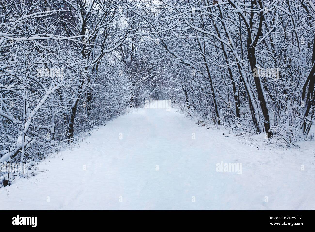 Giorno della neve, appena caduto. Guardando lungo i sentieri e le aree aperte Foto Stock