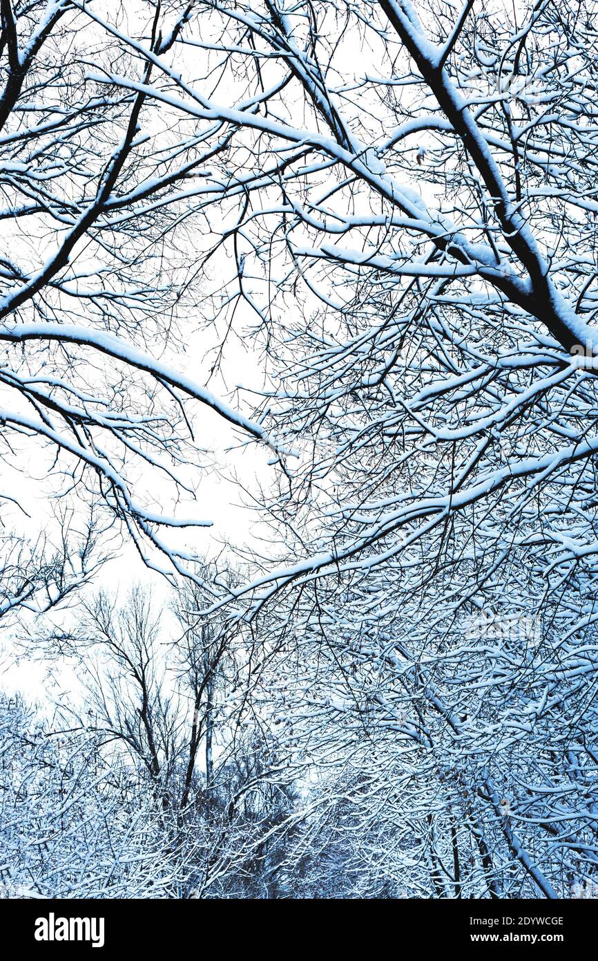 Guardando in su al nevicato sui rami Foto Stock