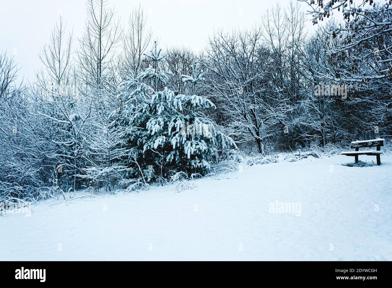 Giornata della neve, vista di una panca vuota coperta di neve Foto Stock