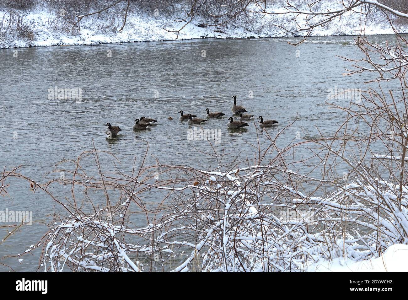 Oche che hanno una riunione di affari Foto Stock