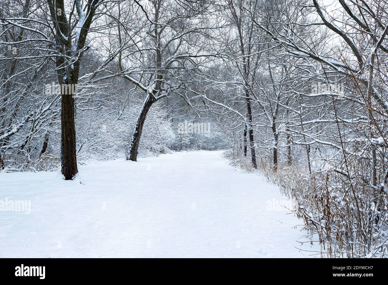 Giorno della neve, appena caduto. Guardando lungo i sentieri e le aree aperte Foto Stock