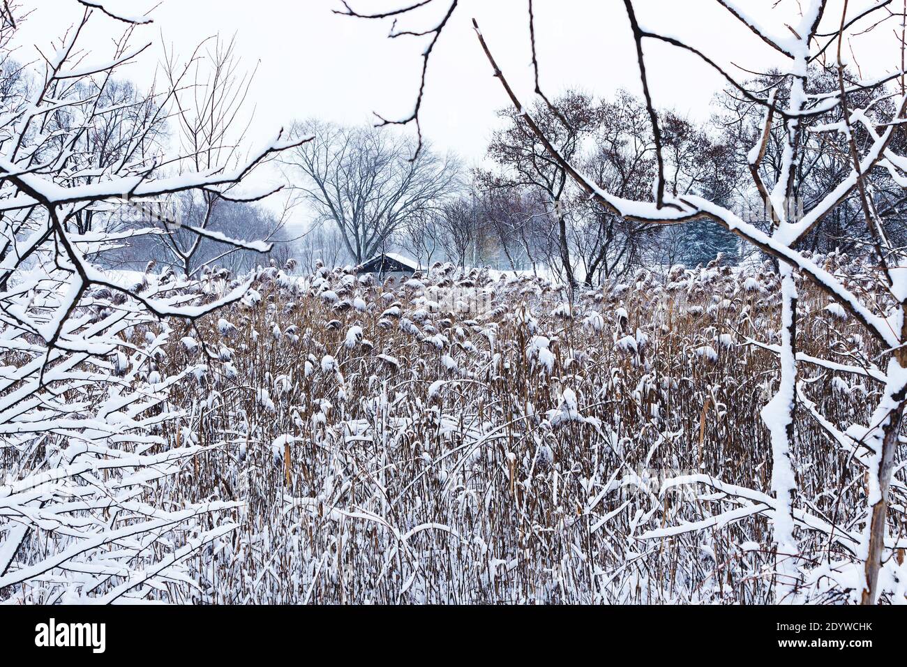 Vista sulla neve sulla cima dell'albero e sugli edifici coperti neve Foto Stock