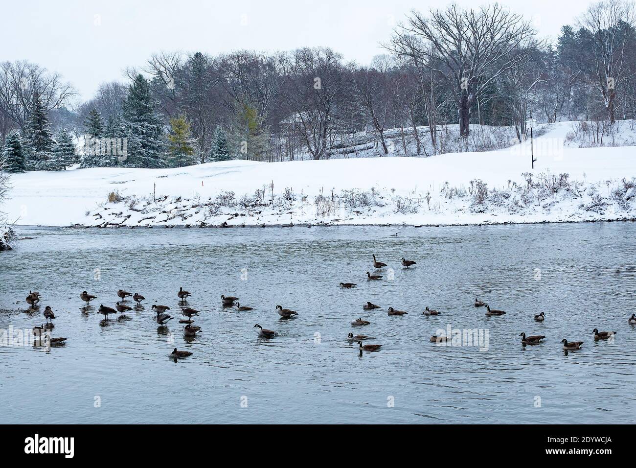 Giornata della neve con le oche sul fiume Foto Stock