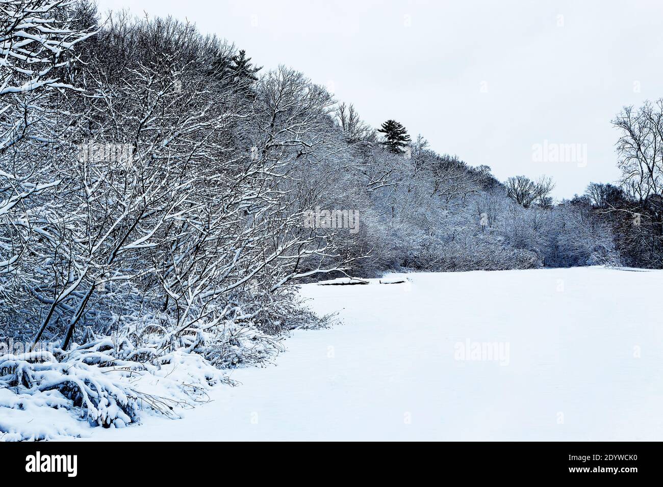 Giorno della neve, appena caduto. Guardando lungo i sentieri e le aree aperte Foto Stock