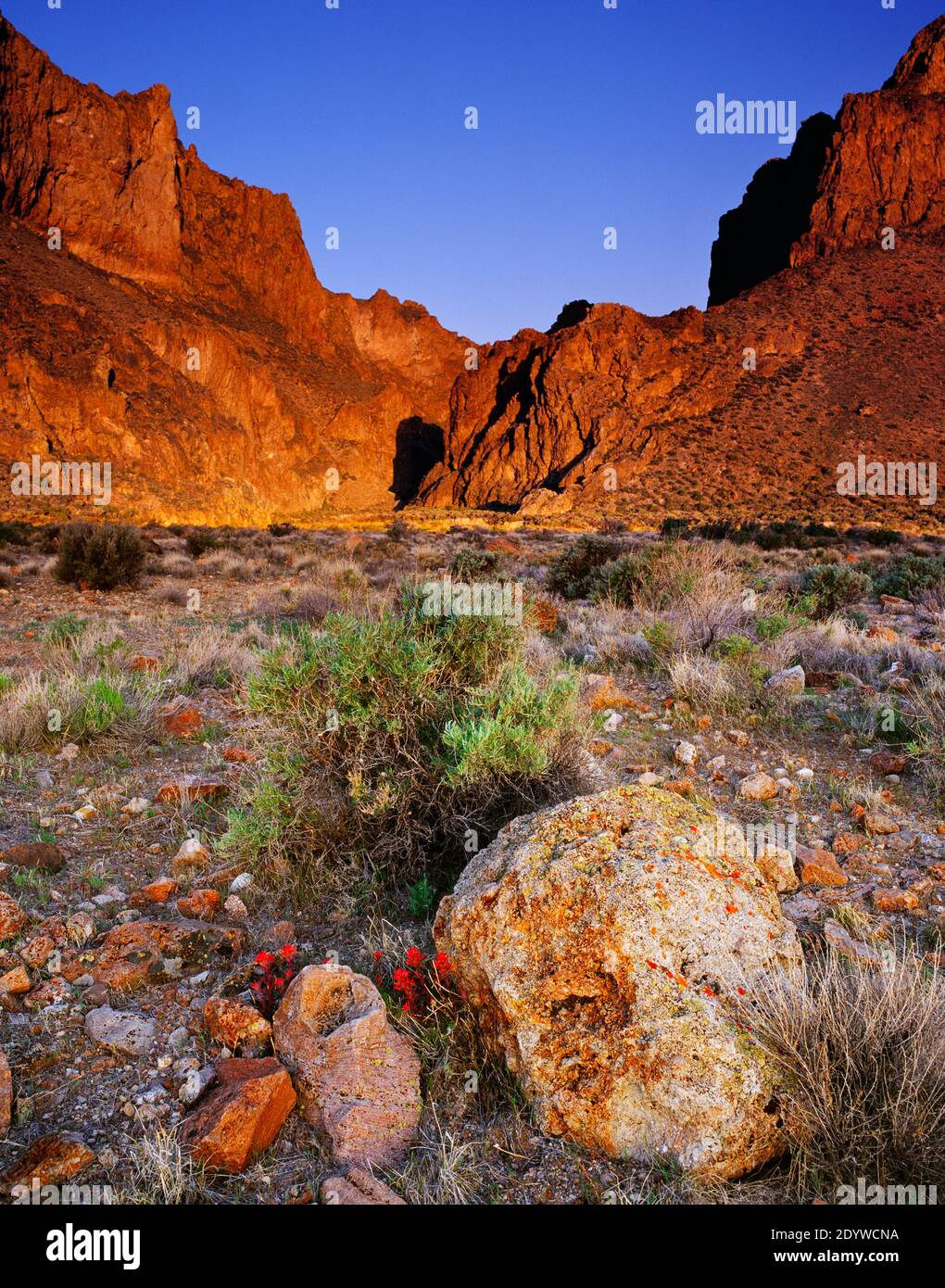 Promessa primaverile a Thousand Creek Gorge nel nord-ovest del Nevada, Sheldon National Wildlife Refuge, Stati Uniti Foto Stock
