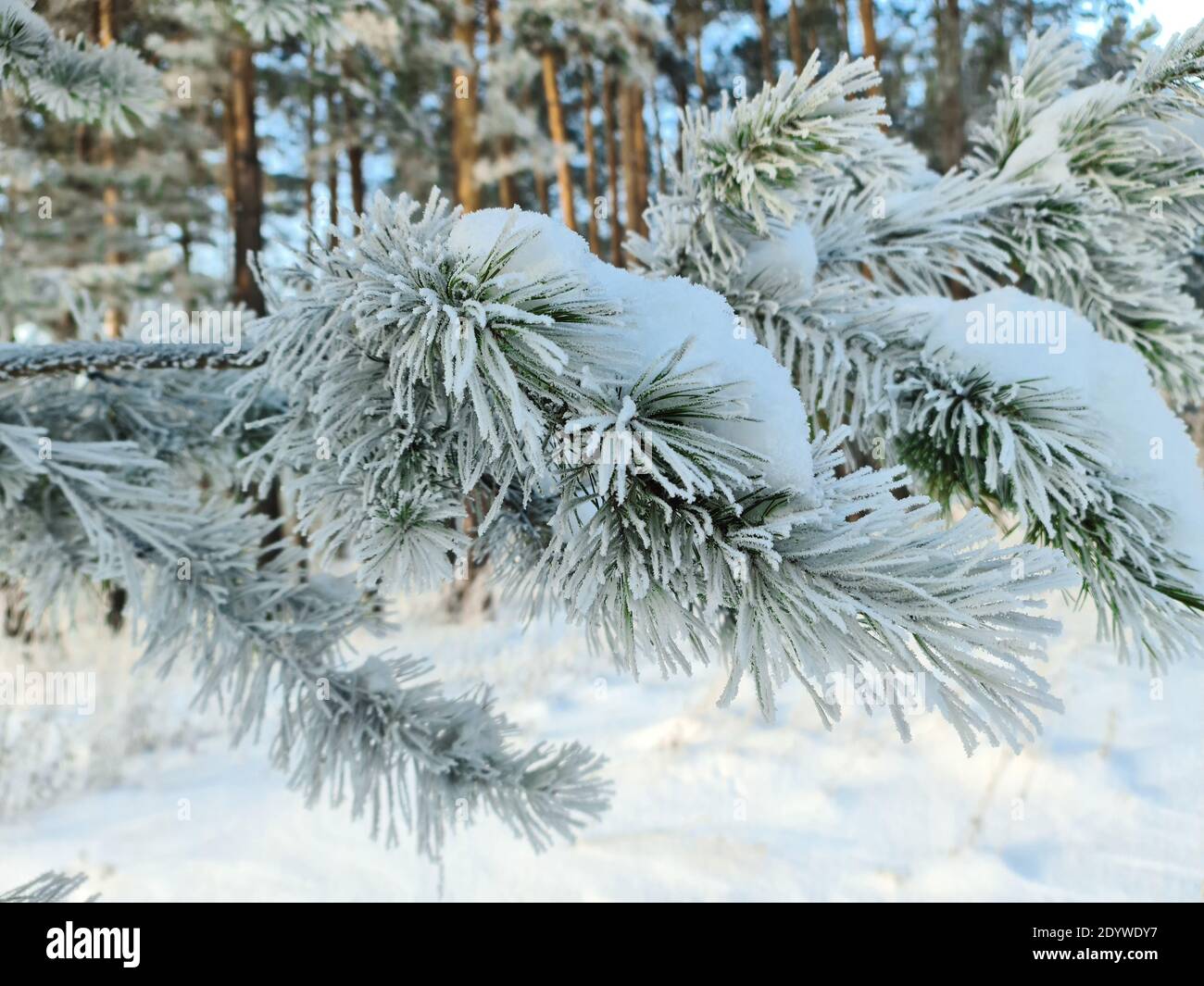 Ramo di pino congelato. Un albero coperto di ghiaccio nel freddo. Paesaggio invernale. Foto Stock