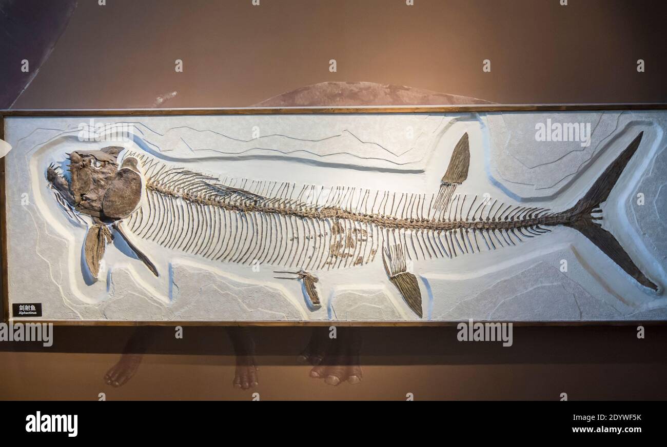 Il fossile di Xiphactinus audax a Shanghai Museo di Storia Naturale Cina. Un genere estinto di grandi pesci ossei predatori marini. Foto Stock
