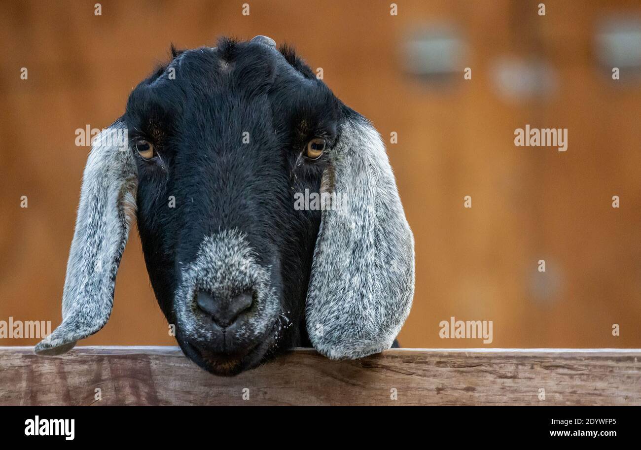 Vista ravvicinata di una capra anglo-nubiana fold-eared Foto Stock