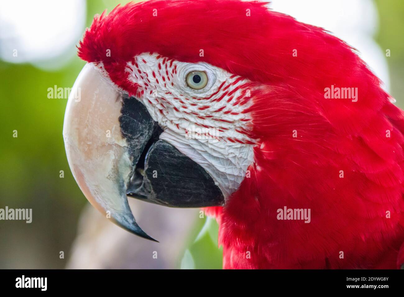 Il macaw scarlatto (Ara macao) è un grande pappagallo rosso, giallo e blu dell'America centrale e del Sud. È nativo di foreste sempreverdi umide Foto Stock