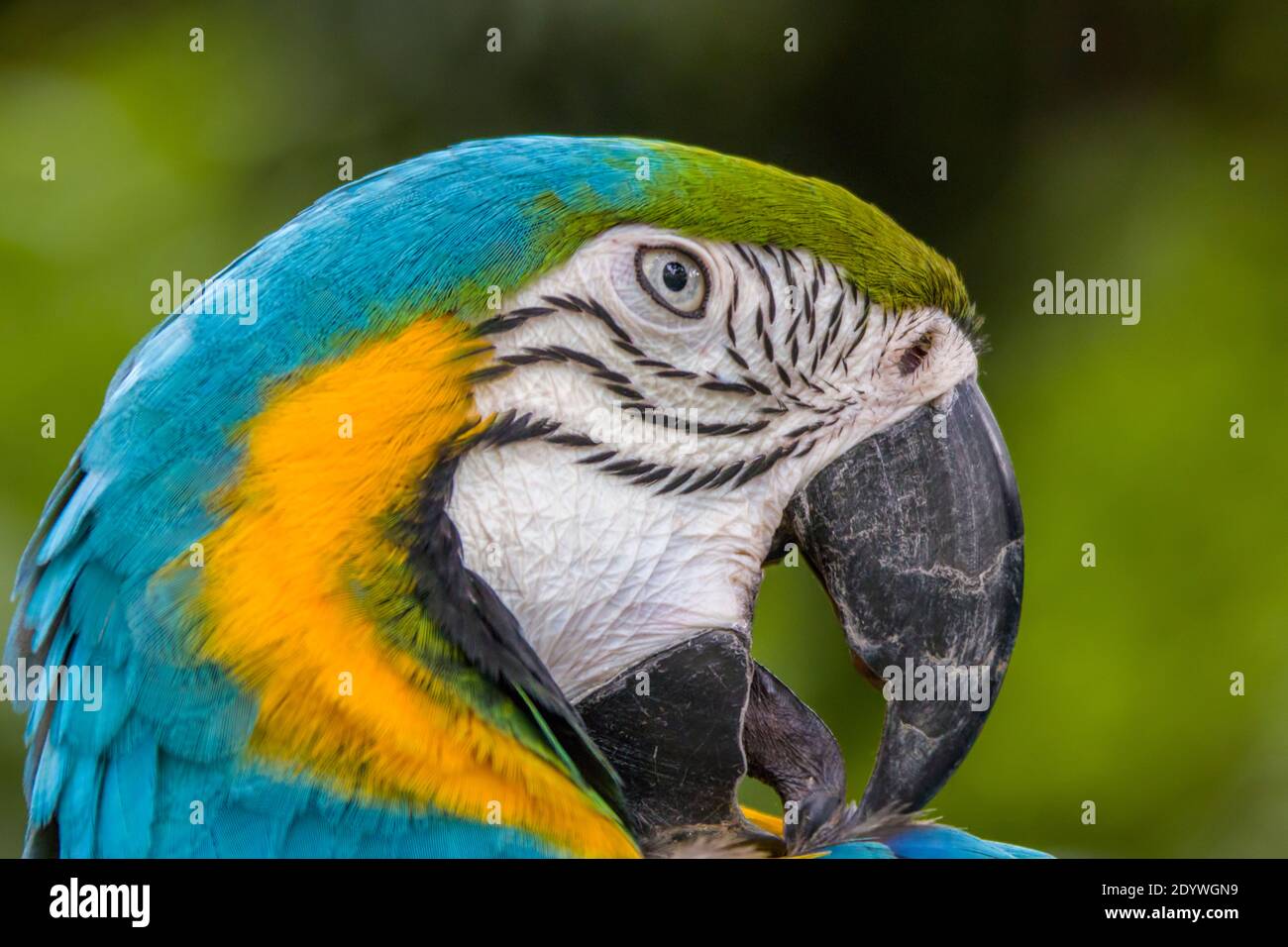 Una macaw blu-e-giallo (ara ararauna) riordinare piume. Si tratta di un grande pappagallo sudamericano con parti superiori in gran parte blu e parti inferiori arancione chiaro Foto Stock