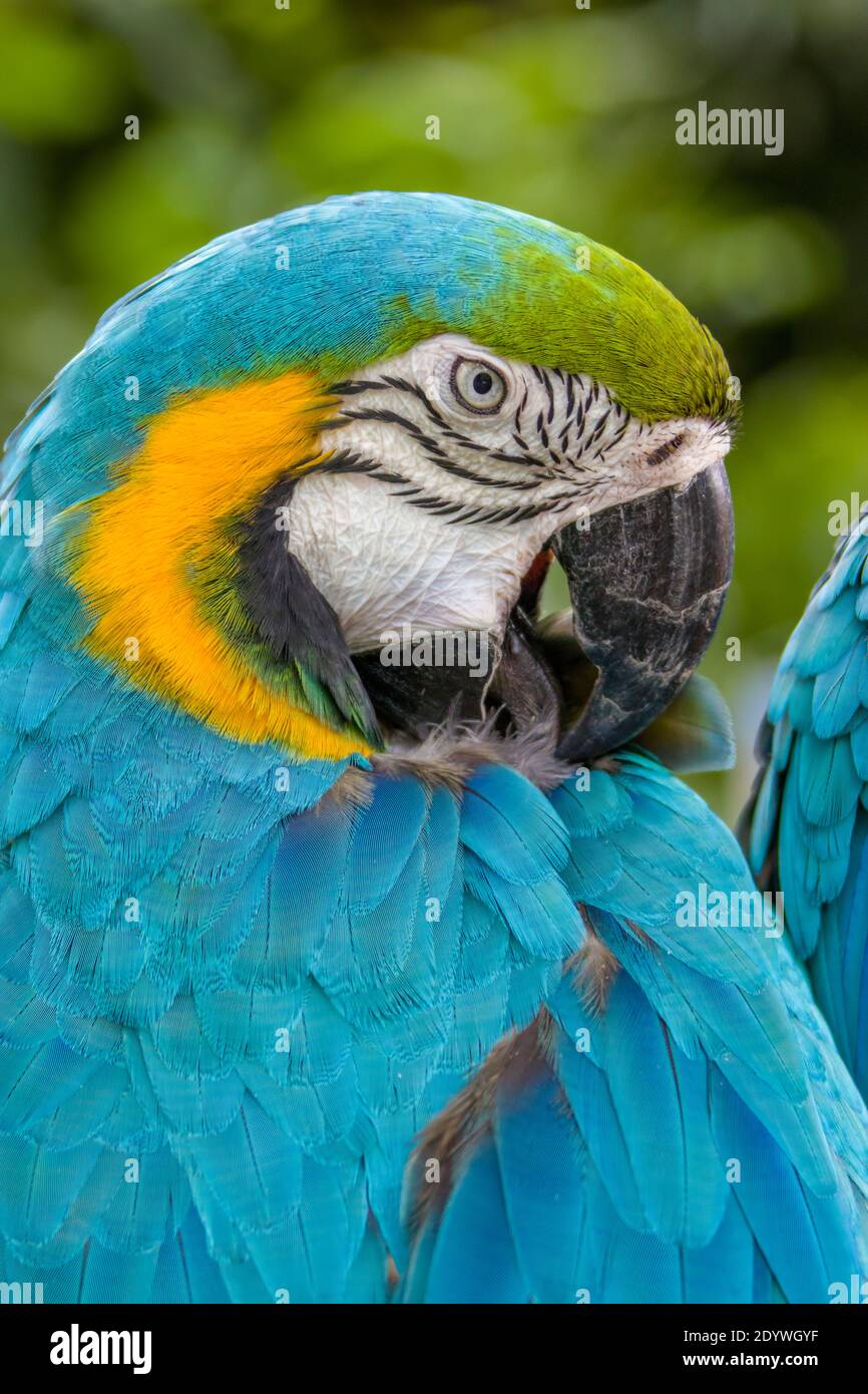 Una macaw blu-e-giallo (ara ararauna) riordinare piume. Si tratta di un grande pappagallo sudamericano con parti superiori in gran parte blu e parti inferiori arancione chiaro Foto Stock