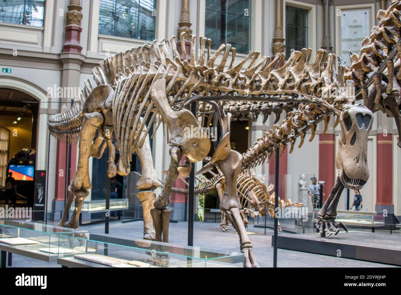 Il fossile del dicraeosaurus hansemanni a Berlino Museo di Storia Naturale Germania. Un piccolo dinosauro diplodocoide sauropod Foto Stock