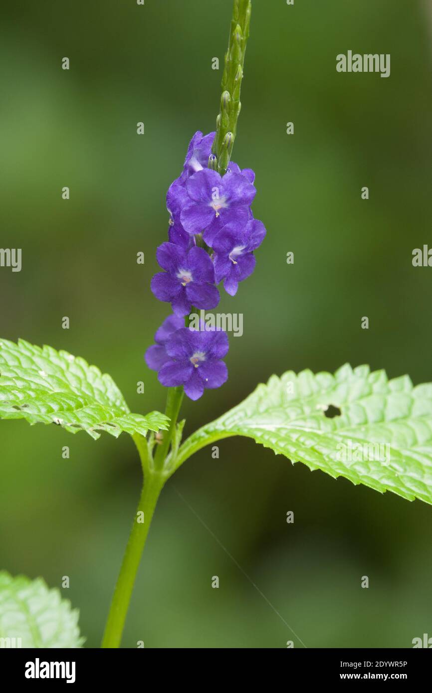 Alghe blu scuro (Stachytarpheta cayennensis). Originario del Sud America, erbacce ambientali in Australia. Fotografato Cow Bay, Daintree National Pa Foto Stock