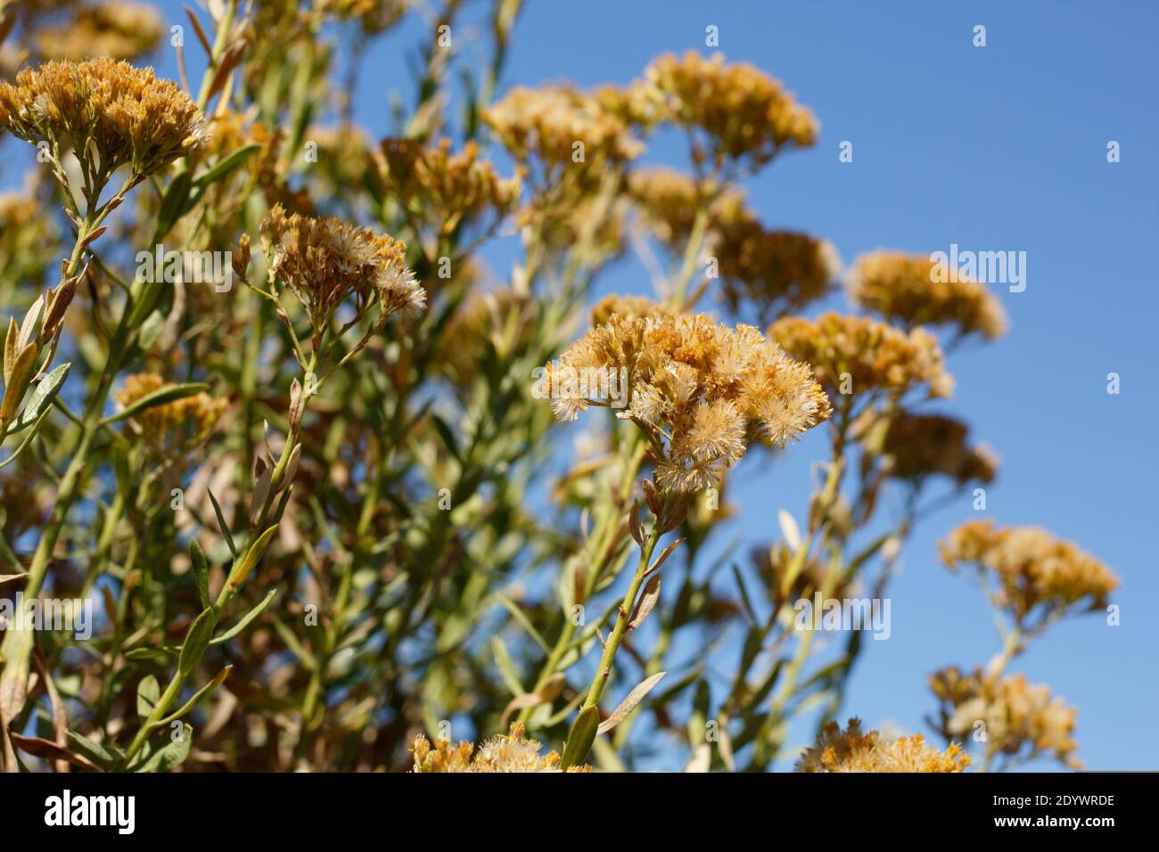 Acene aceno aceno aceno aceno aceno aceno aceno acero, Ericameria Parishii, Asteraceae, arbusto nativo, montagne di San Jacinto, catene peninsulari, autunno. Foto Stock