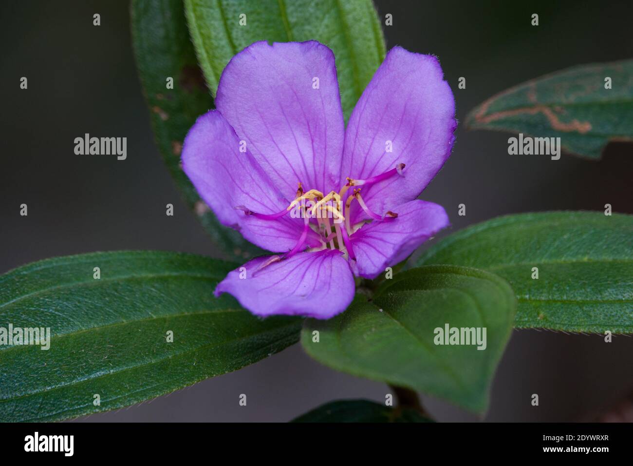 The national flower of australia immagini e fotografie stock ad alta