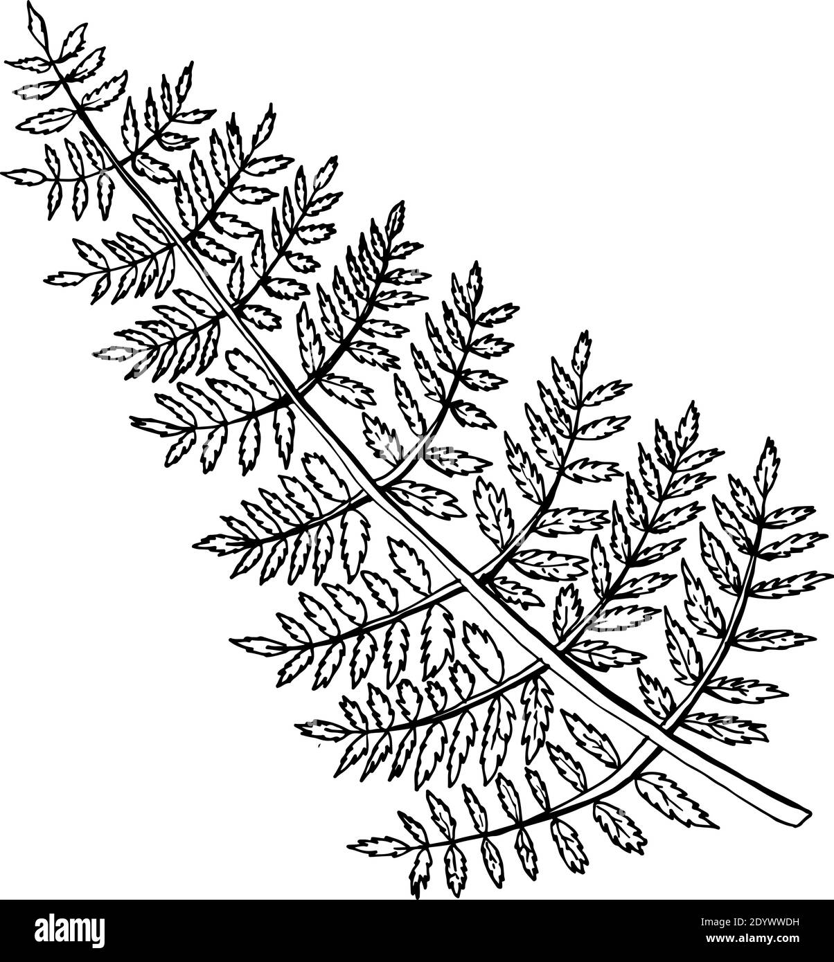 Foglia Fern, schizzo. Contorno nero su sfondo bianco isolato. Illustrazione del Doodle vettoriale Illustrazione Vettoriale