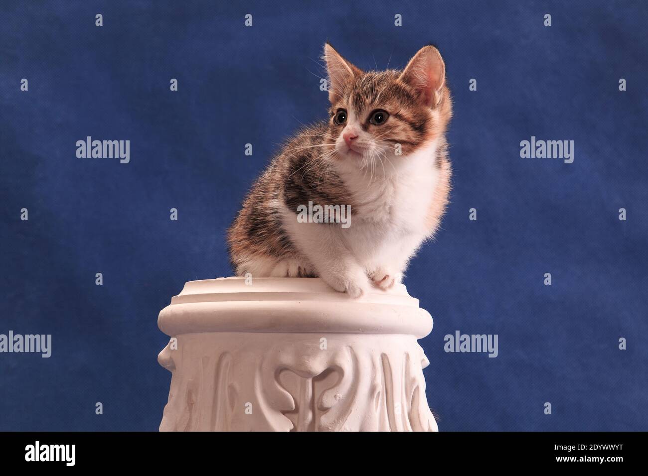 Gattino macchiato seduto in un luogo originale, sulla capitale dell'alabastro, su sfondo blu in studio al coperto Foto Stock