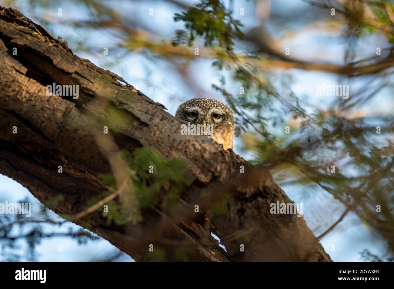 Gufo macchiato o gufo o Athene brama a contatto con gli occhi alla foresta dell'india centrale Foto Stock
