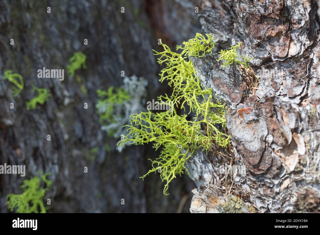 Wolfsflechte, Wolfs-Flechte, Wolfsflechte, Wolfsstrauchflechte, Wolfs-Strauchflechte, auf der Rinde einer Lärche, Larix, Letharia vulpin Foto Stock