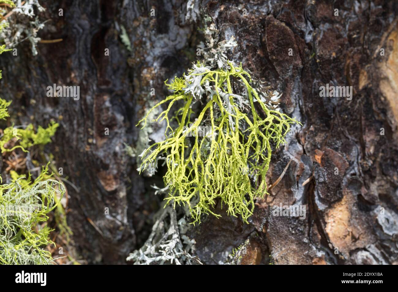 Wolfsflechte, Wolfs-Flechte, Wolfsflechte, Wolfsstrauchflechte, Wolfs-Strauchflechte, auf der Rinde einer Lärche, Larix, Letharia vulpin Foto Stock