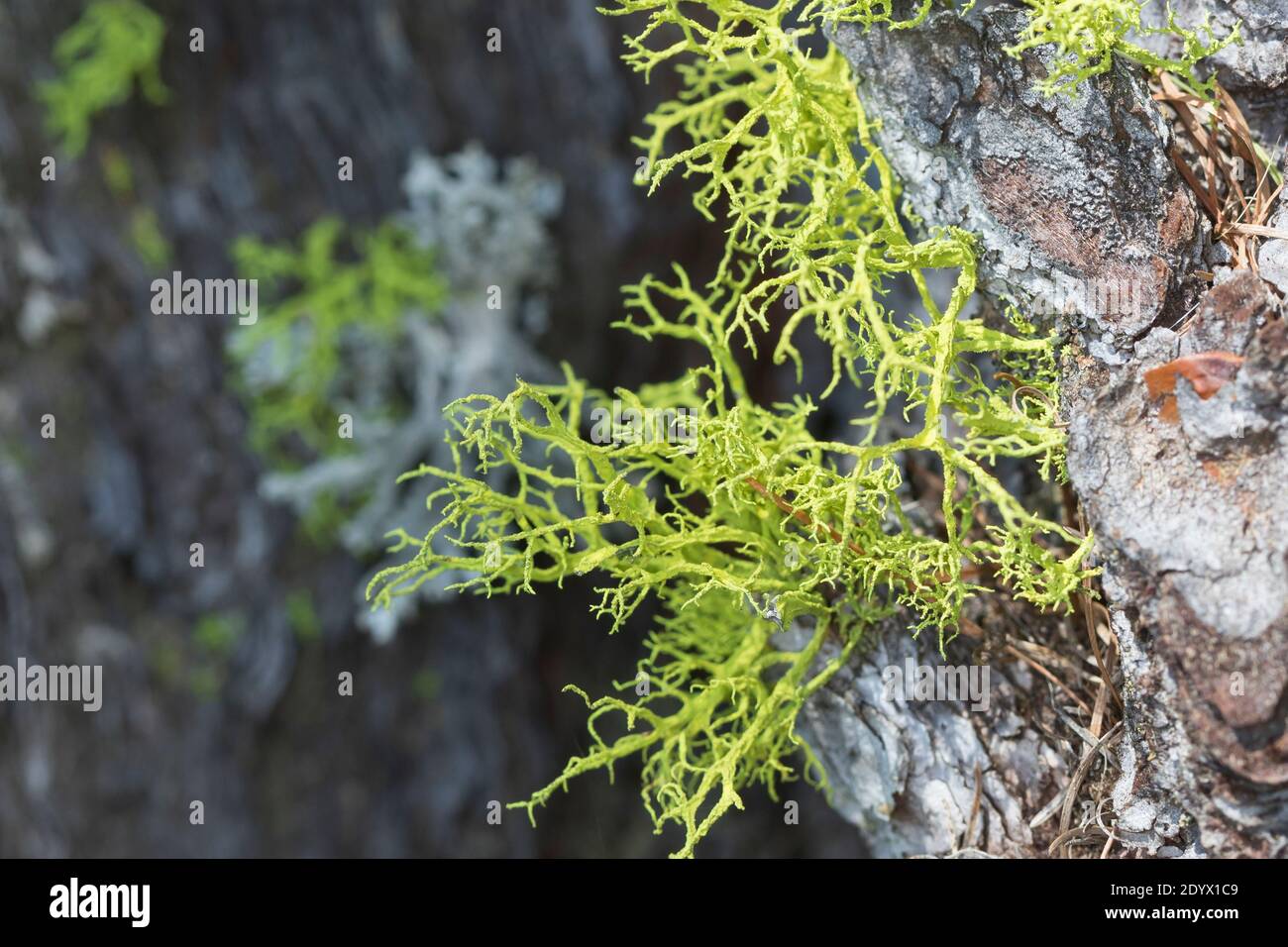 Wolfsflechte, Wolfs-Flechte, Wolfsflechte, Wolfsstrauchflechte, Wolfs-Strauchflechte, auf der Rinde einer Lärche, Larix, Letharia vulpin Foto Stock