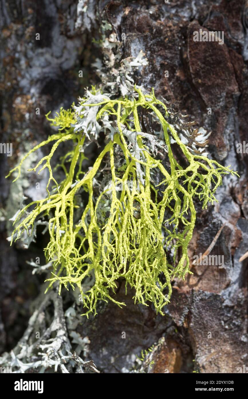Wolfsflechte, Wolfs-Flechte, Wolfsflechte, Wolfsstrauchflechte, Wolfs-Strauchflechte, auf der Rinde einer Lärche, Larix, Letharia vulpin Foto Stock