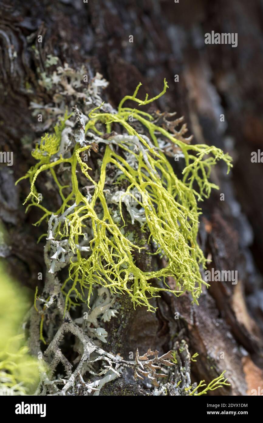 Wolfsflechte, Wolfs-Flechte, Wolfsflechte, Wolfsstrauchflechte, Wolfs-Strauchflechte, auf der Rinde einer Lärche, Larix, Letharia vulpin Foto Stock