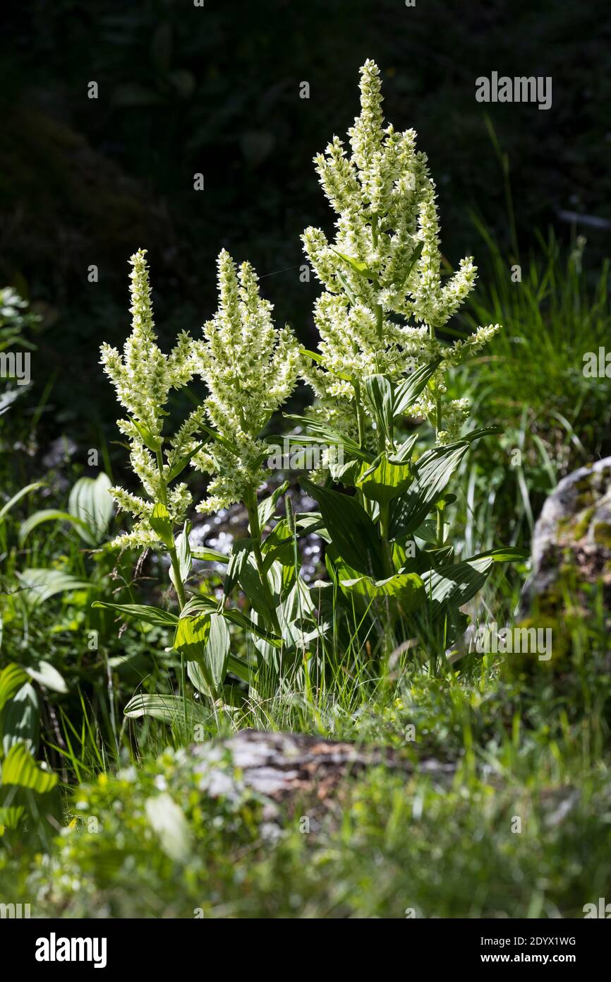 Weißer Germer, Weisser Germer, Weiß-Germer, Veratrum album, Veratrum lobelianum, White Veratrum, false helleborine, white hellebore, European white He Foto Stock