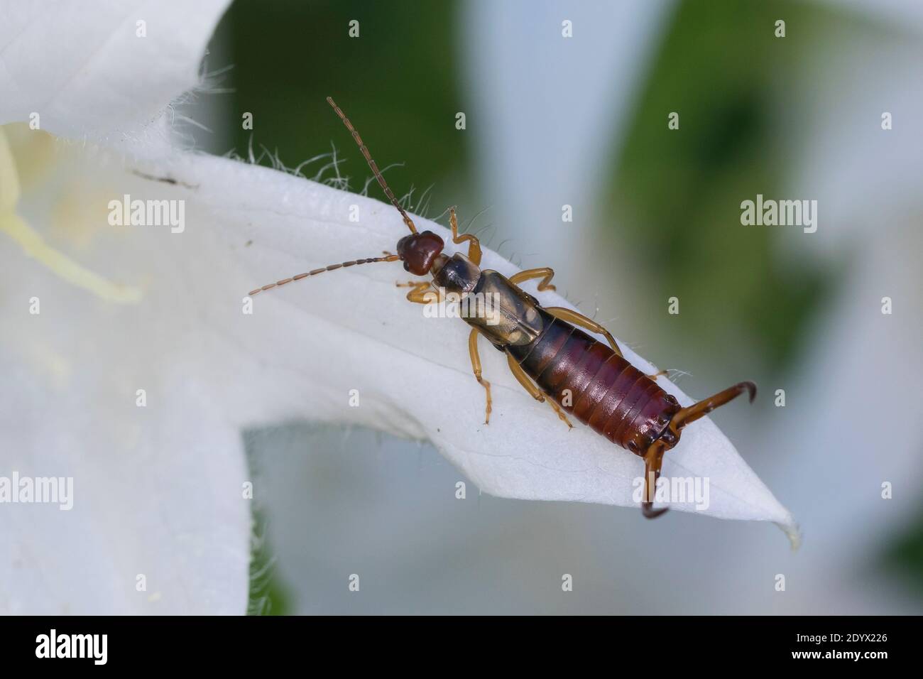 Gemeiner Ohrwurm, Ohrwurm, Männchen mit langen Hinterleibszangen, Fornicula auricularia, erwig comune, erwig europeo, arwig, maschio, la forficule, L Foto Stock