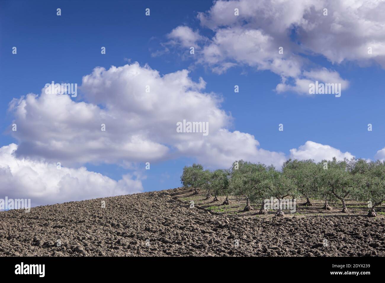 Tra Puglia e Basilicata: paesaggio collinare con oliveto su terreni arati dominato dalle nuvole, Italia. Foto Stock