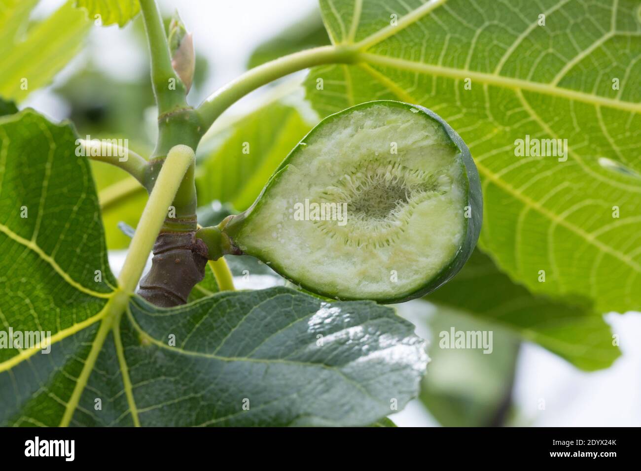 Feige, Echte Feige, Feigen, Feigenbaum, Feigenblüte, Feigenblüten, Blüte, Blüten, Blütenstände, Blütenstand, Querschnitt durch den flaschenförmigen Bl Foto Stock