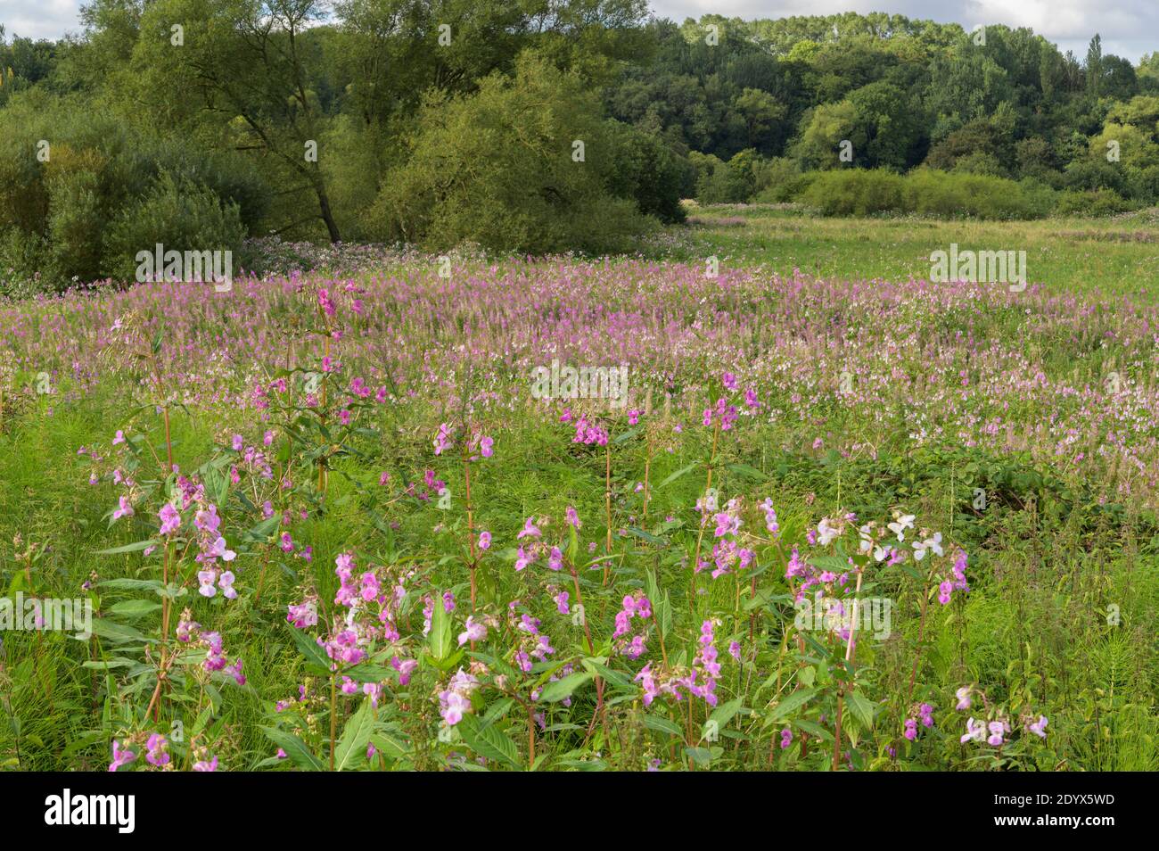 Balsamo dell'Himalaya (Impatiens glandulifera) sulla pianura alluvionale del fiume Tame, vale rossastro, Greater Manchester. Agosto 2020 Foto Stock