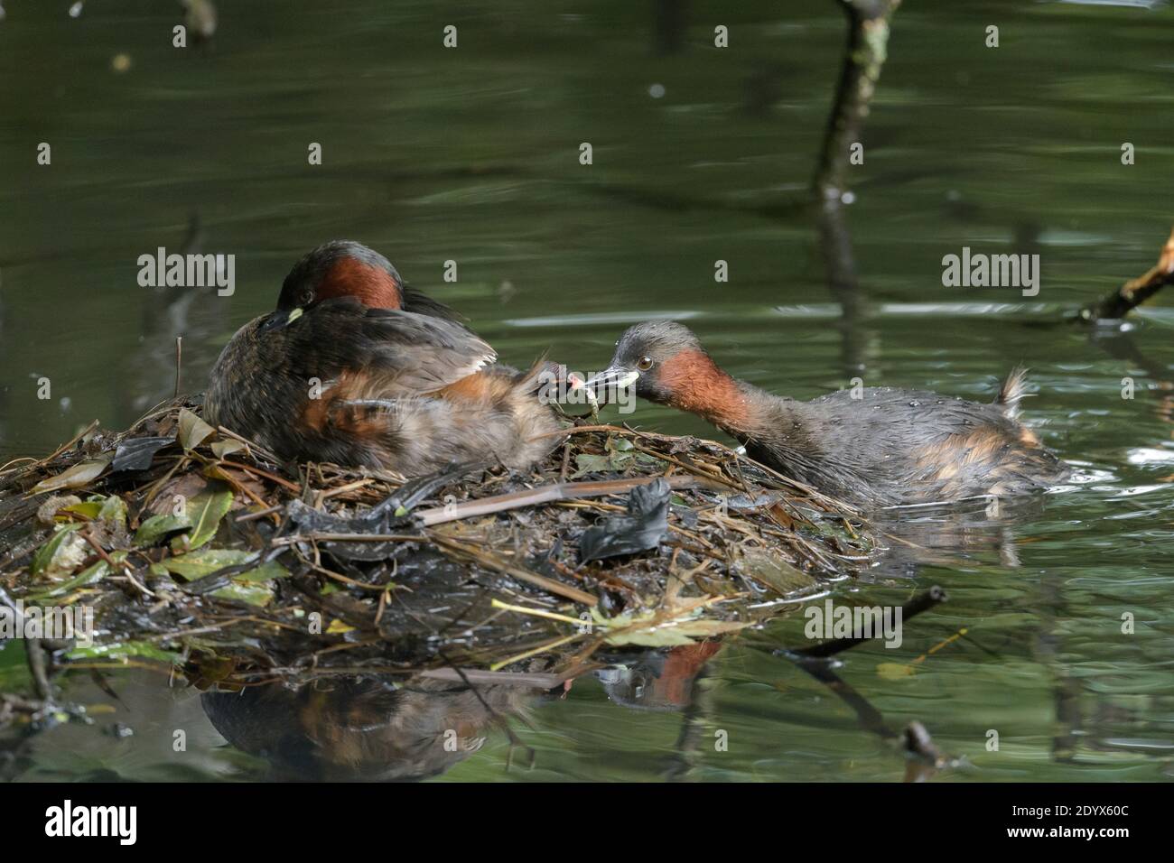 Piccolo gressere (Tachybaptus ruficollis). Pulcino da alimentazione adulto con stickleback. Red dish vale Country Park, Greater Manchester Foto Stock
