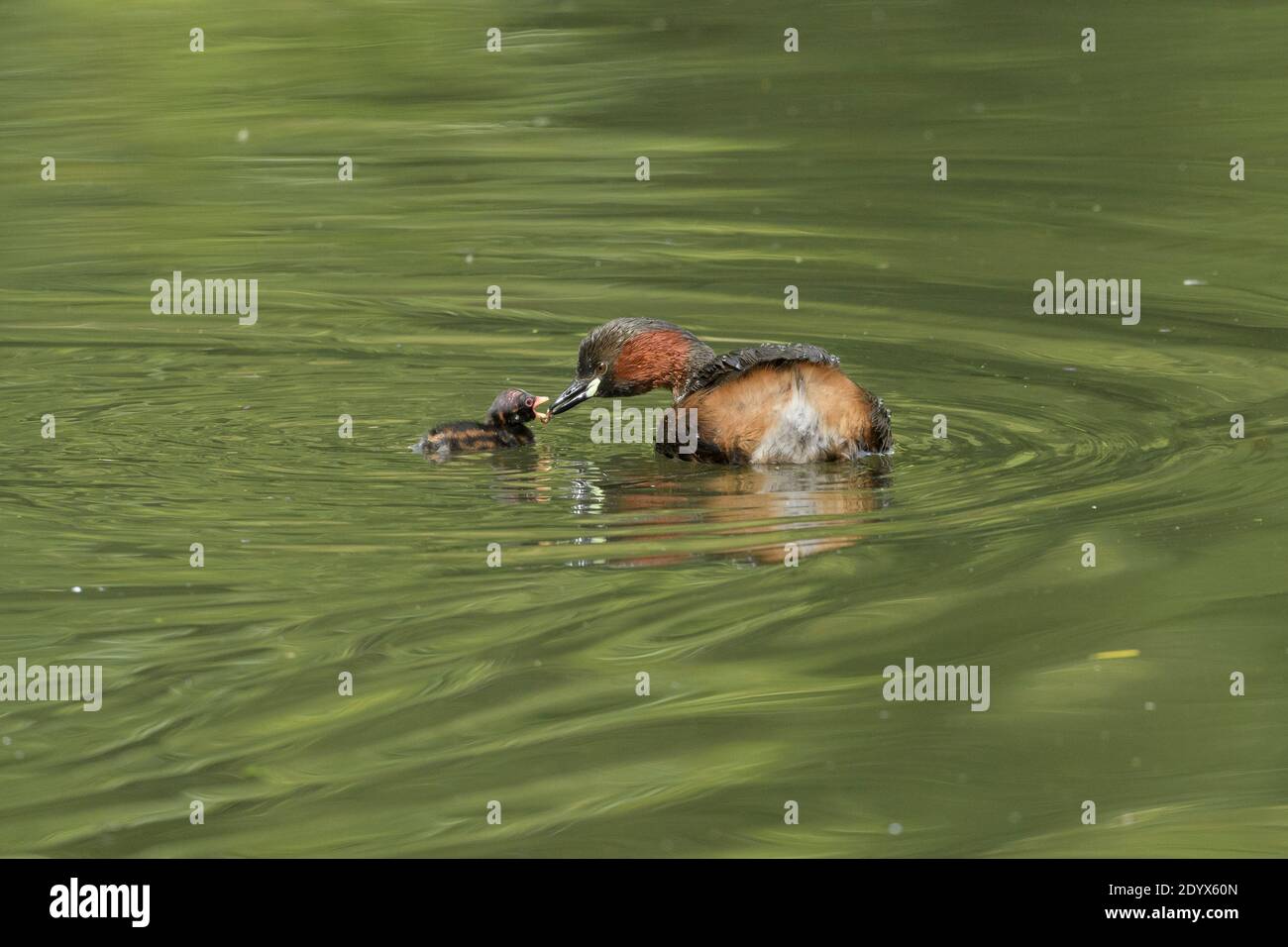 Piccolo gressere (Tachybaptus ruficollis). Il pulcino di alimentazione dell'adulto sull'acqua. Red dish vale Country Park, Greater Manchester Foto Stock