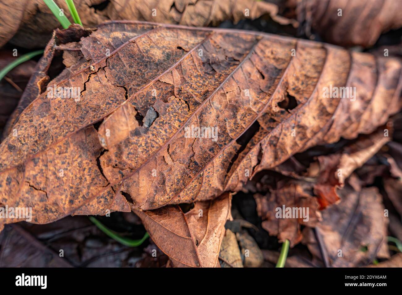 Decadente foglia di albero morto riempito sul terreno Foto Stock