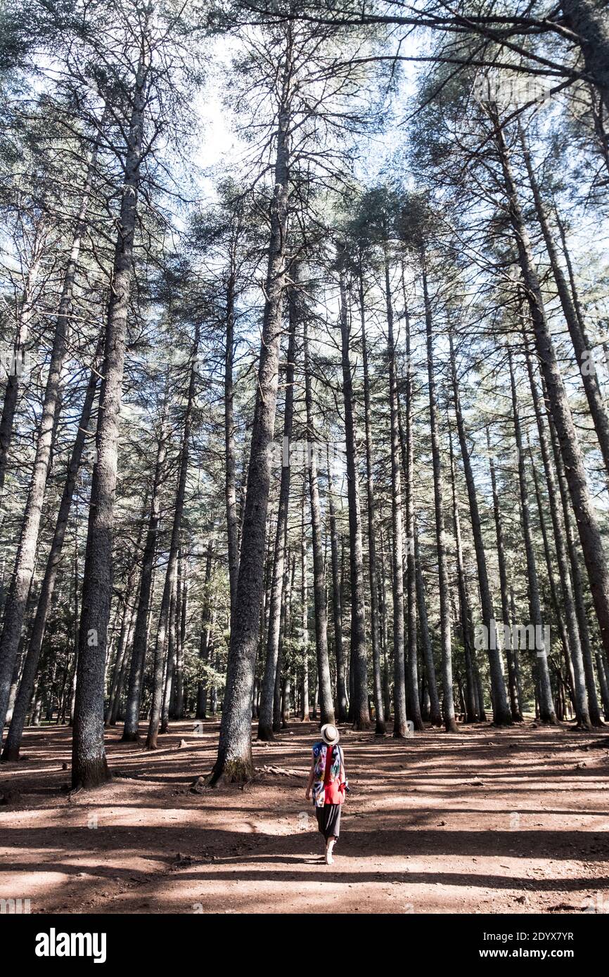 La foresta di Cedar e scimmie, medio Atlante Montagne, Marocco Foto Stock