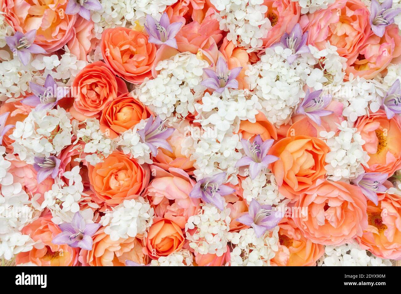 Delicato sfondo floreale di rose arancioni, idrangea bianca e campane viola con spazio copia. Modello di design romantico per biglietto d'auguri per San Valentino Foto Stock