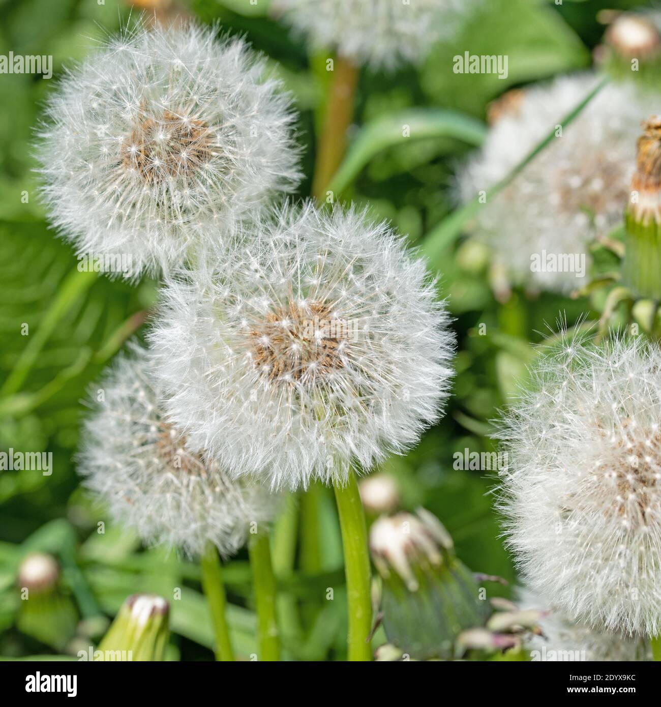 Sbiadita tarassaco in primavera in un prato Foto Stock