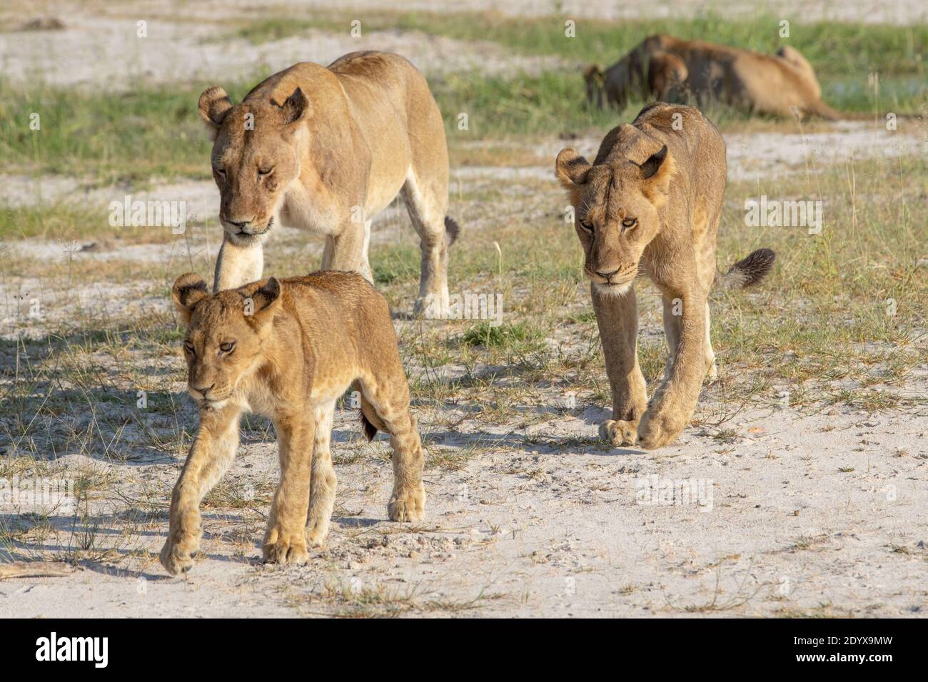Leonessa africana (Panthera lio), con due cuccioli in crescita di diverse dimensioni, diverse età e madri diverse, ma dallo stesso orgoglio. Lasciando una wa Foto Stock