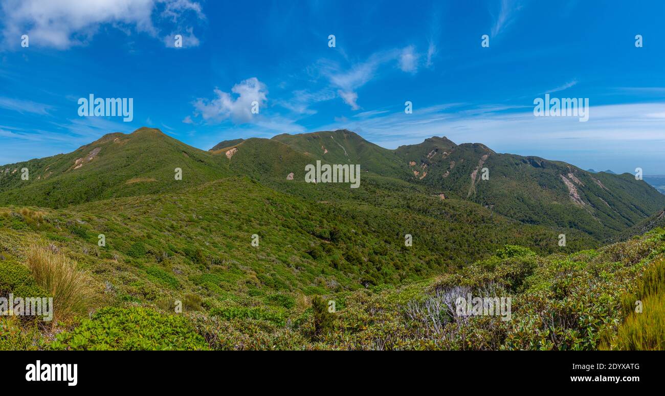 Vegetazione sulle pendici del parco nazionale Egmont in Nuova Zelanda Foto Stock