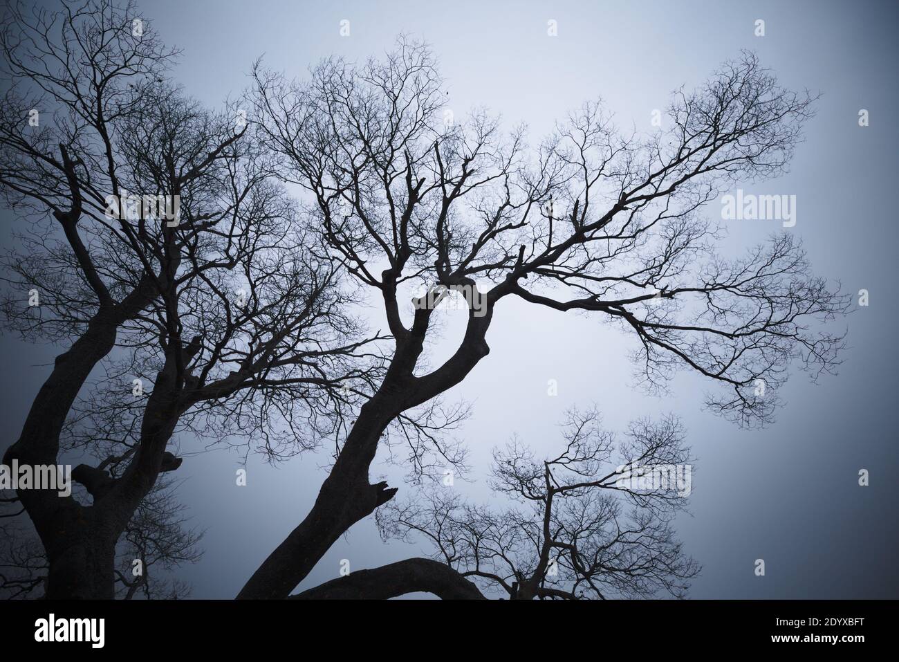 Silhouette e foto ad angolo basso di alberi senza foglie contro il grigio cielo Foto Stock