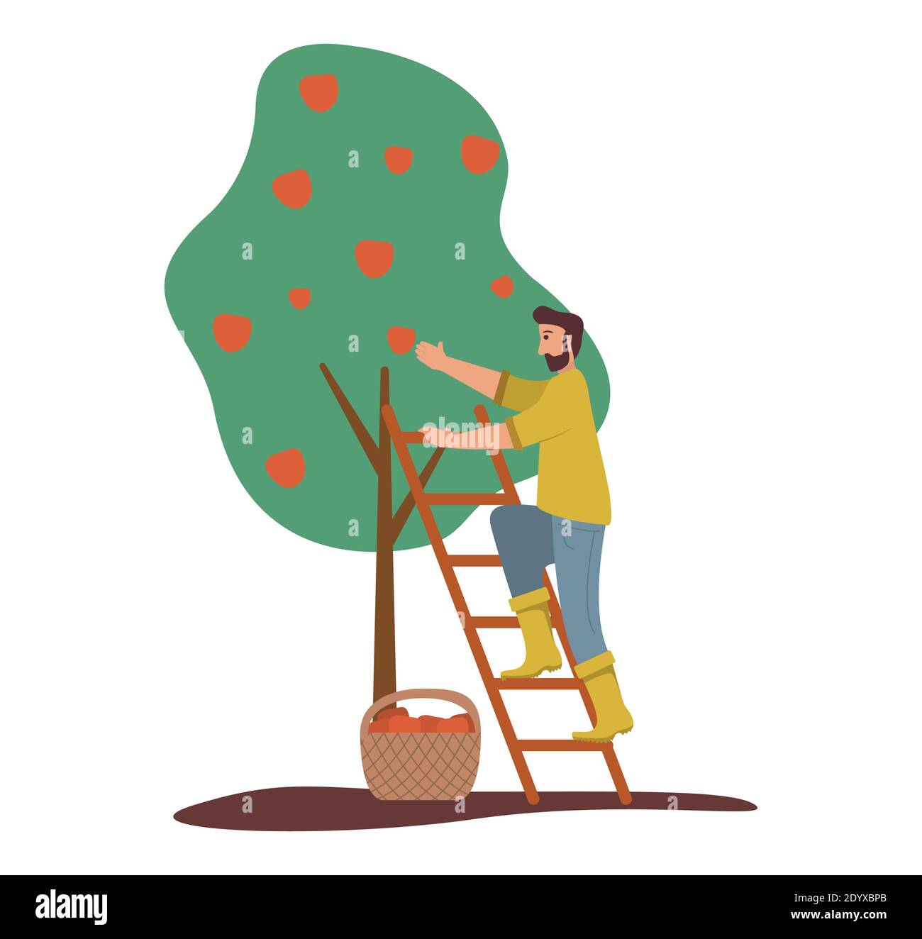 L'uomo sta raccogliendo le mele. Albero di frutta. Cesto di mele rosse mature . Illustrazione Vettoriale