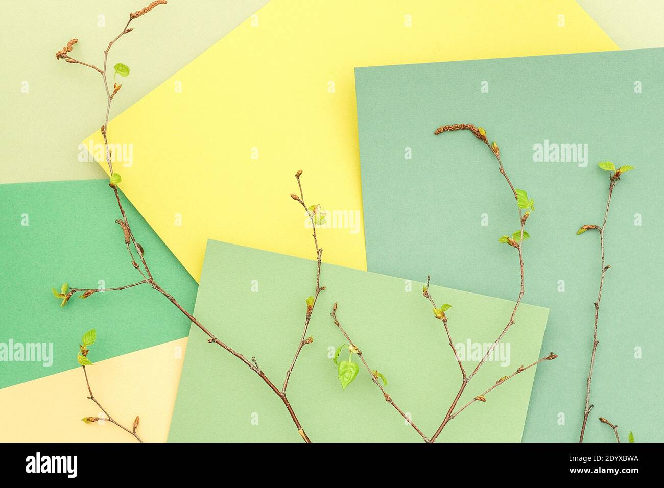 Rami di un albero con foglie giovani in fiore su sfondo carta tonalità verde geometrico, trama. Sfondo per il tuo design. Colore pastello di primavera Foto Stock