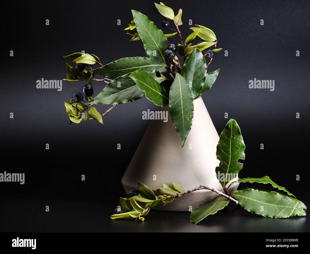 moderno vaso bianco con pianta di mirto su sfondo nero Foto Stock